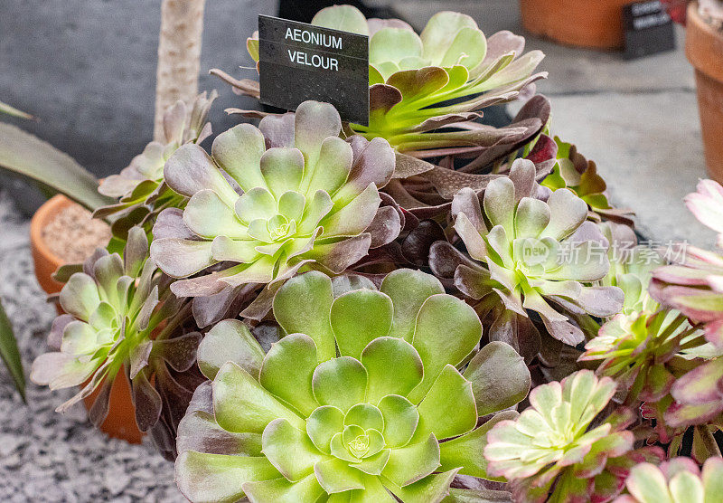 英国伦敦的Aeonium 'Velour'